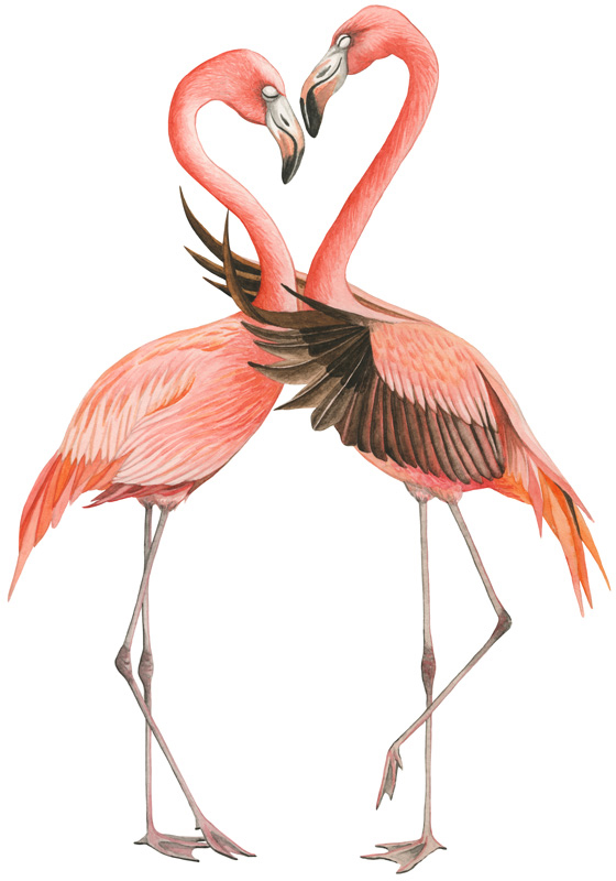 Zeichnung in Aquarell, rosafarbende Flamingos in einer zärtlichen Umarmung mit geschlossenen Augen
